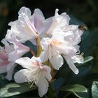 Rhododendron mit Gast