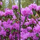 Rhododendron mit Hummel (3D)