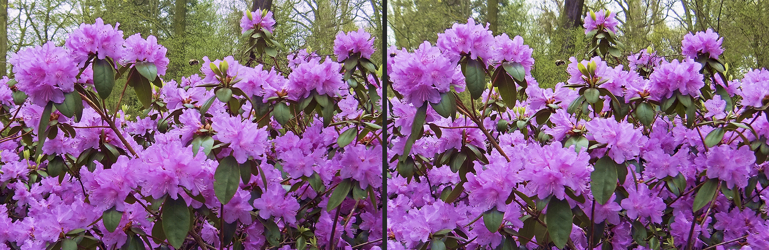 Rhododendron mit Hummel (3D)