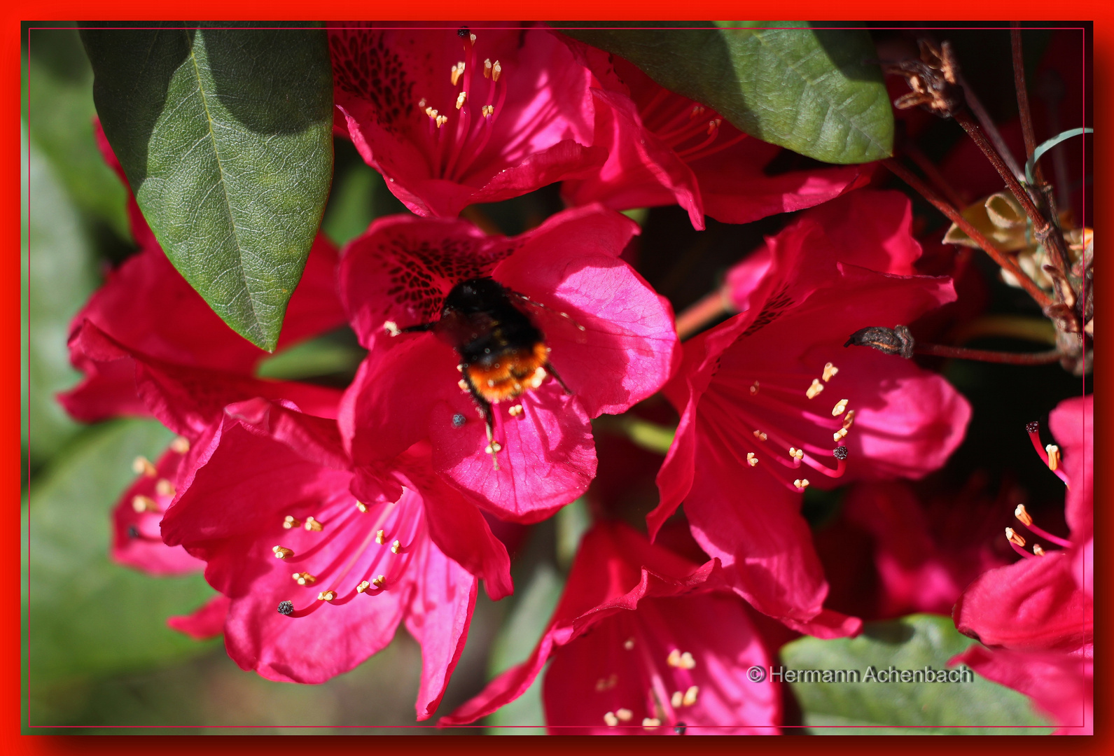 Rhododendron mit Hummel