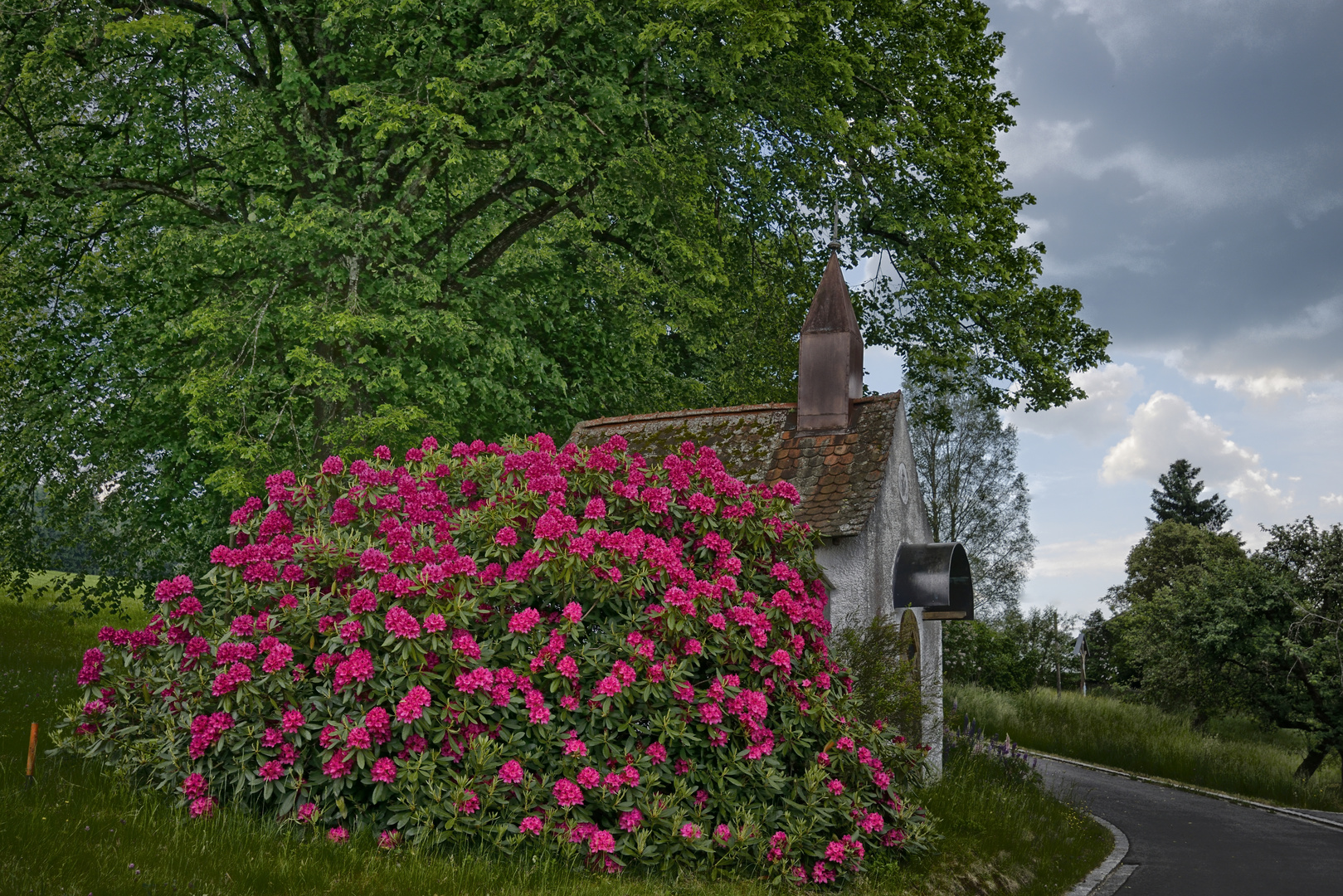 Rhododendron mit Kapelle