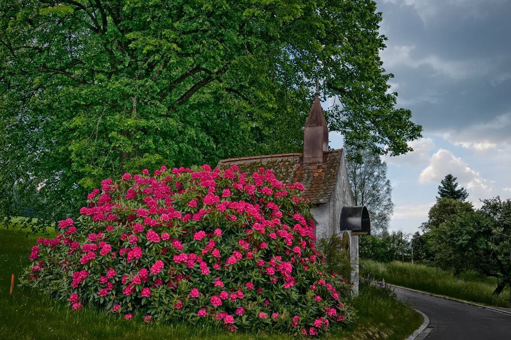 Rhododendron mit Kapelle