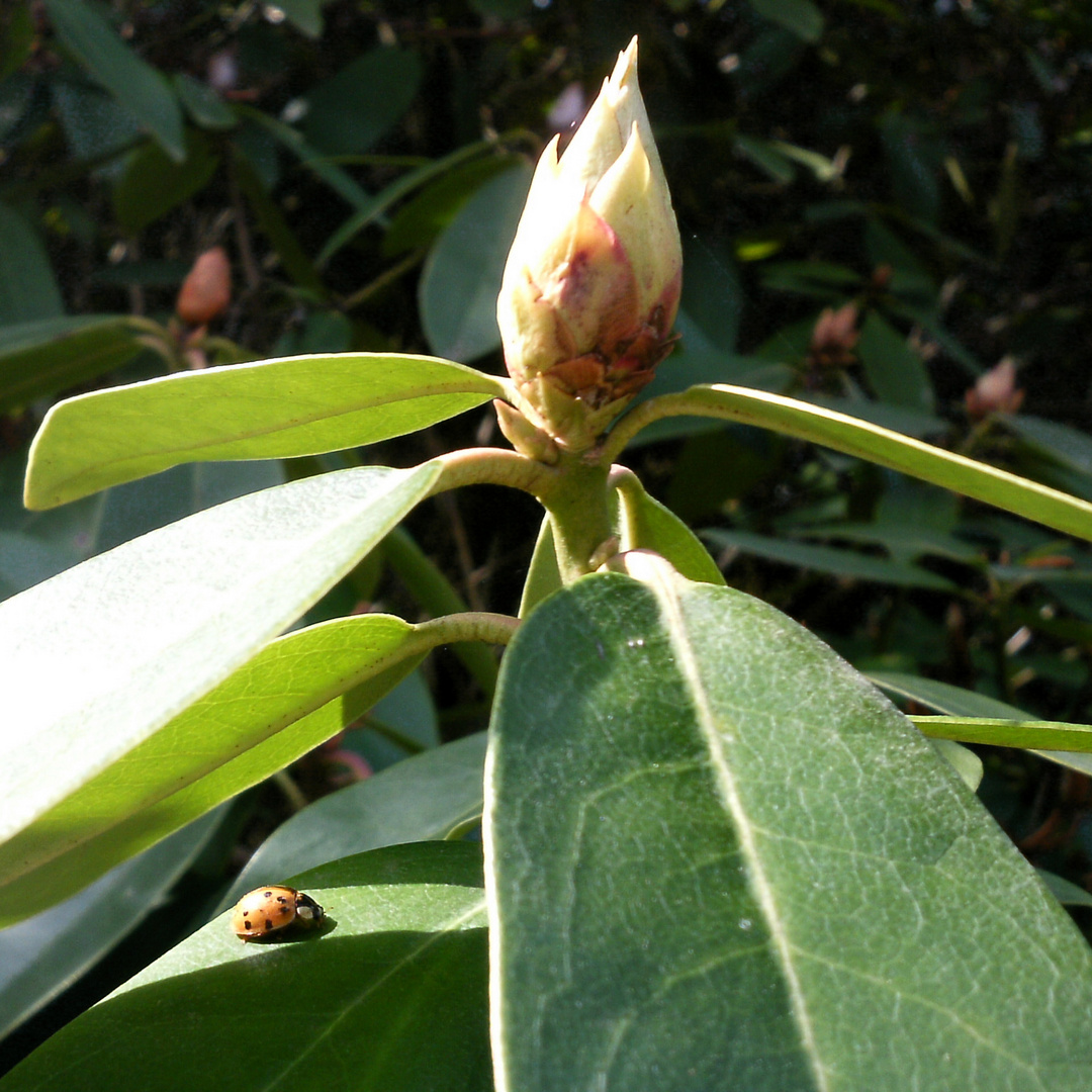 Rhododendron mit Marienkäfer