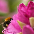 Rhododendron mit noch einer Hummel