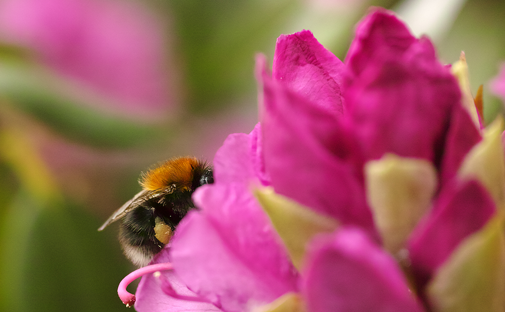 Rhododendron mit noch einer Hummel