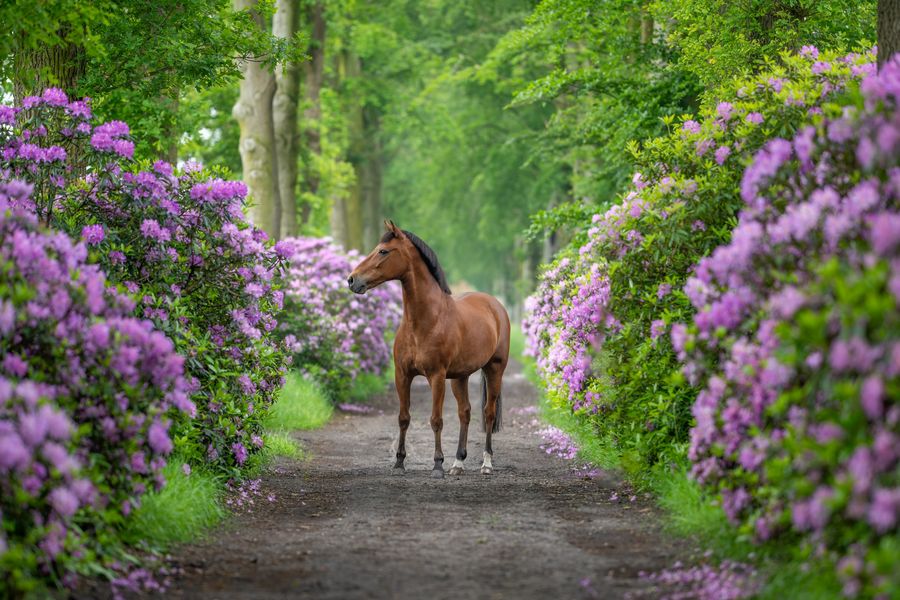 Rhododendron mit Pferd