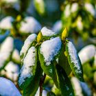 Rhododendron mit Schnee ...