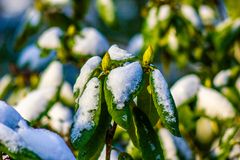 Rhododendron mit Schnee ...