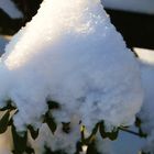 Rhododendron mit Schneehaube
