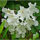 Rhododendron mit Spinne