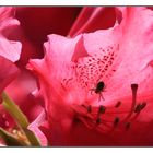 Rhododendron mit Spinne