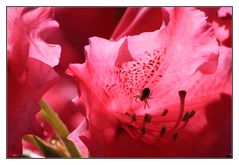Rhododendron mit Spinne