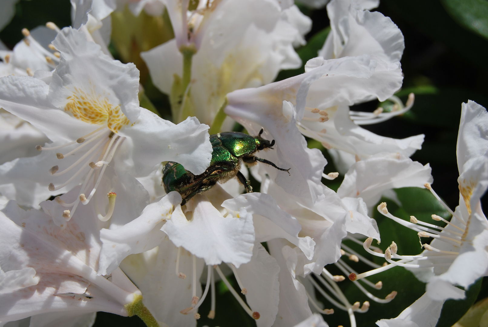 Rhododendron mit Weißenblüten und Grünen Käfer