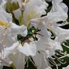 Rhododendron mit Weißenblüten und Grünen Käfer