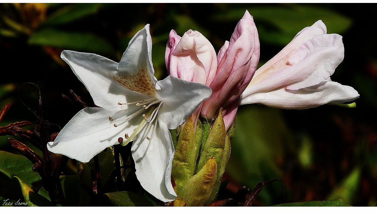 Rhododendron - Mittwochs-Blümchen