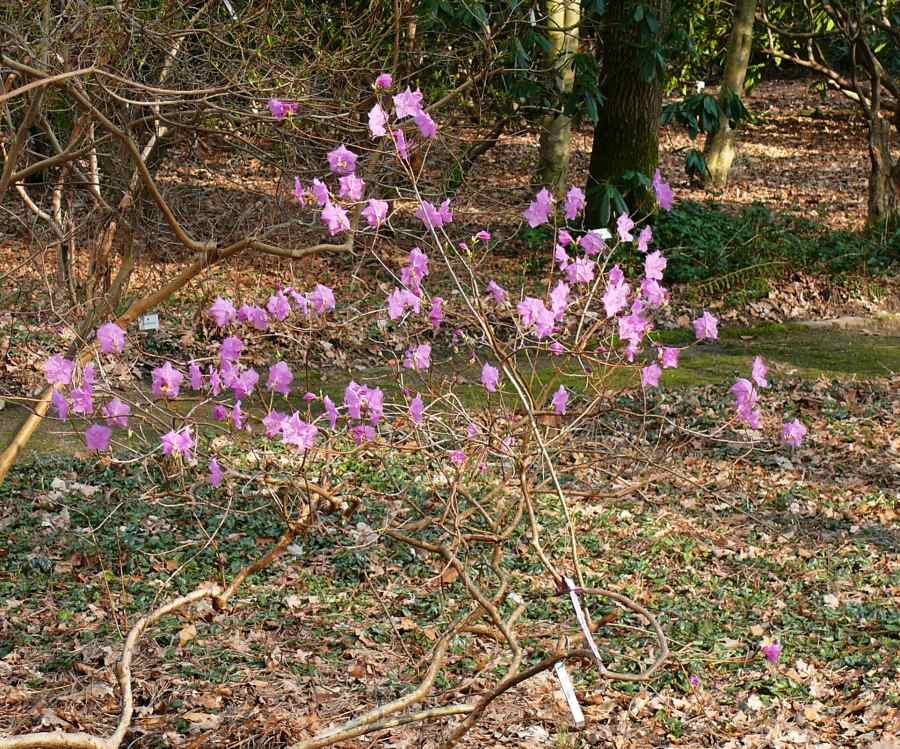 Rhododendron mucronulatum