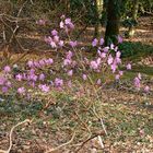 Rhododendron mucronulatum