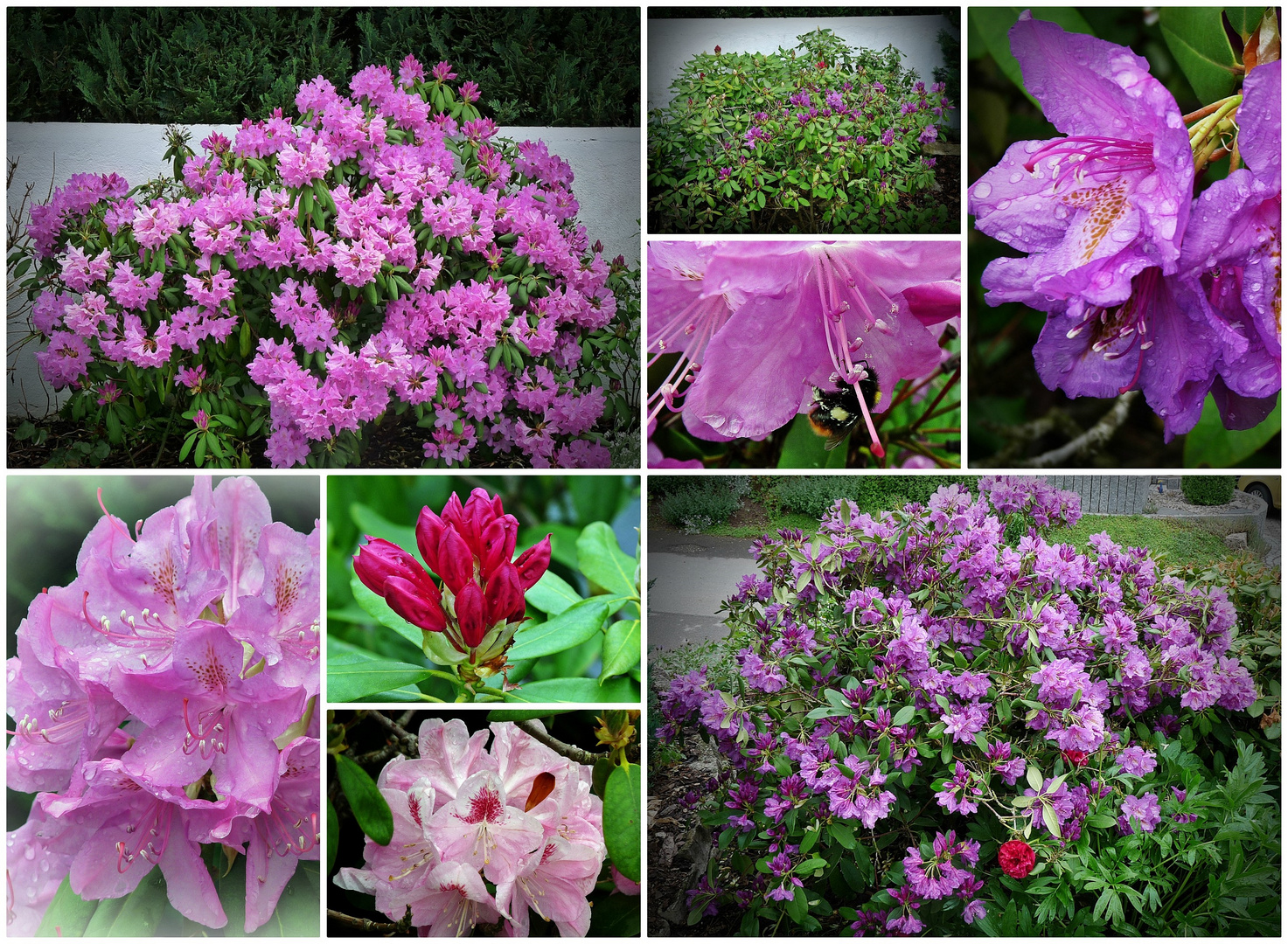 Rhododendron nach dem Regen 