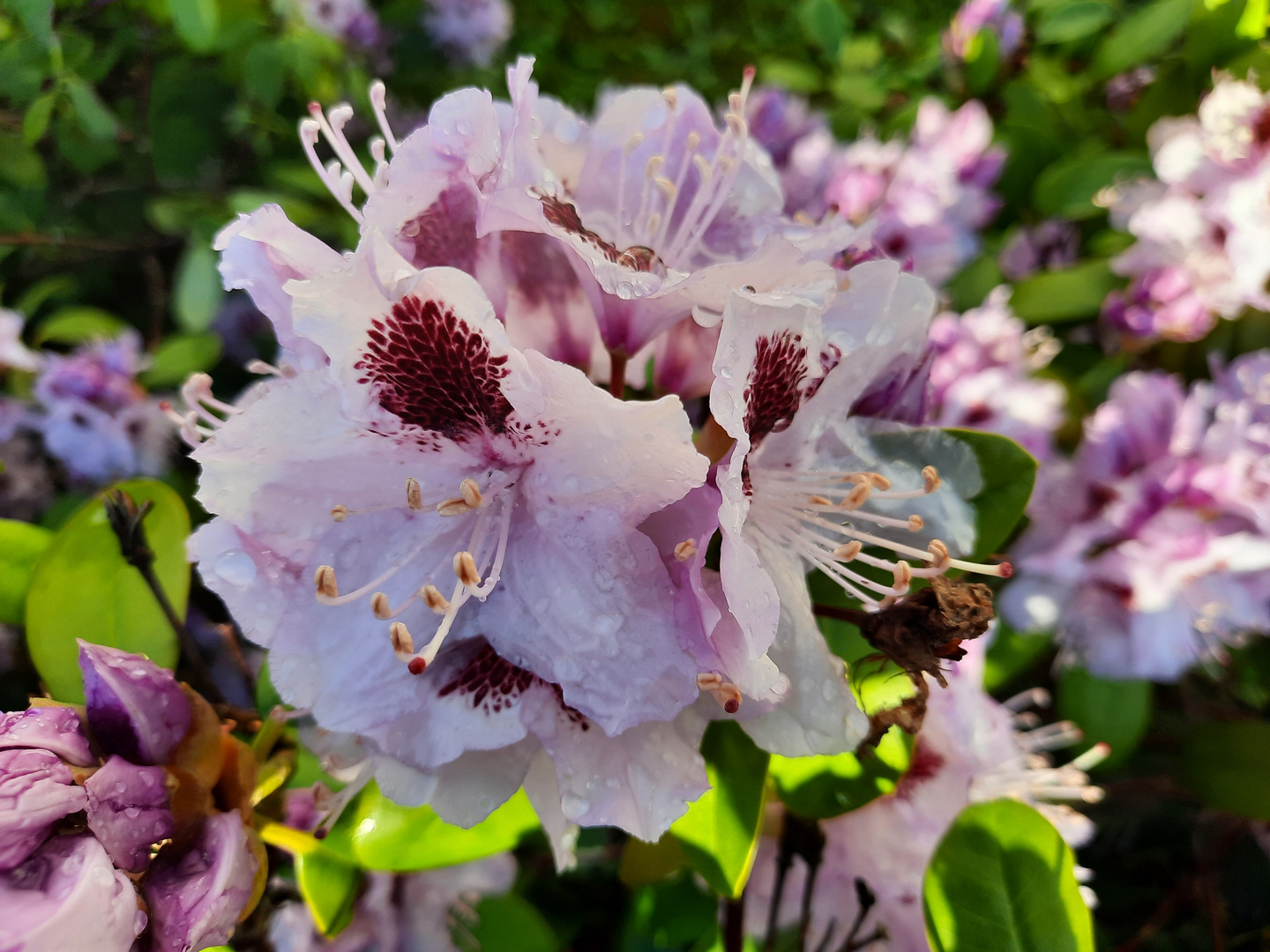 Rhododendron nach dem Regen