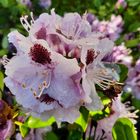 Rhododendron nach dem Regen