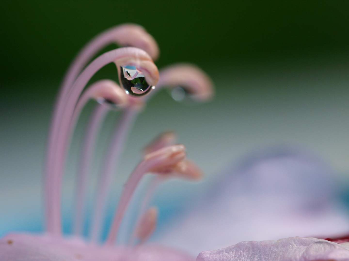 Rhododendron nach dem Regen