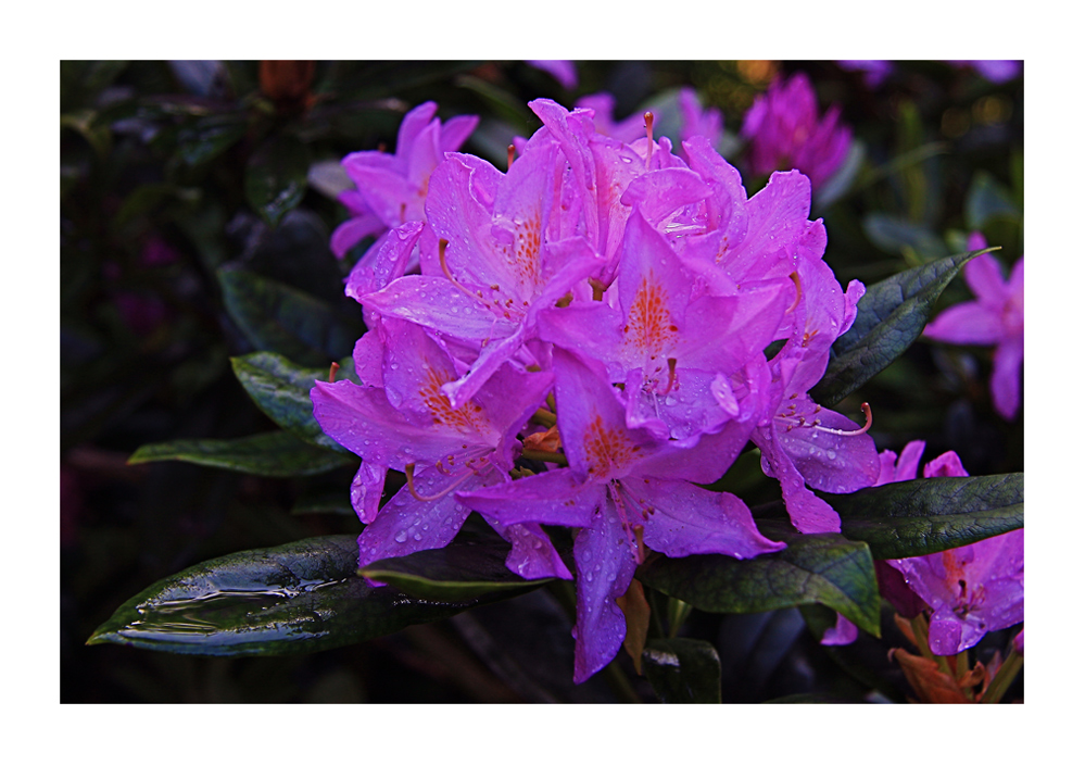 Rhododendron nach dem Regen....