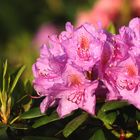 Rhododendron nach dem Regen