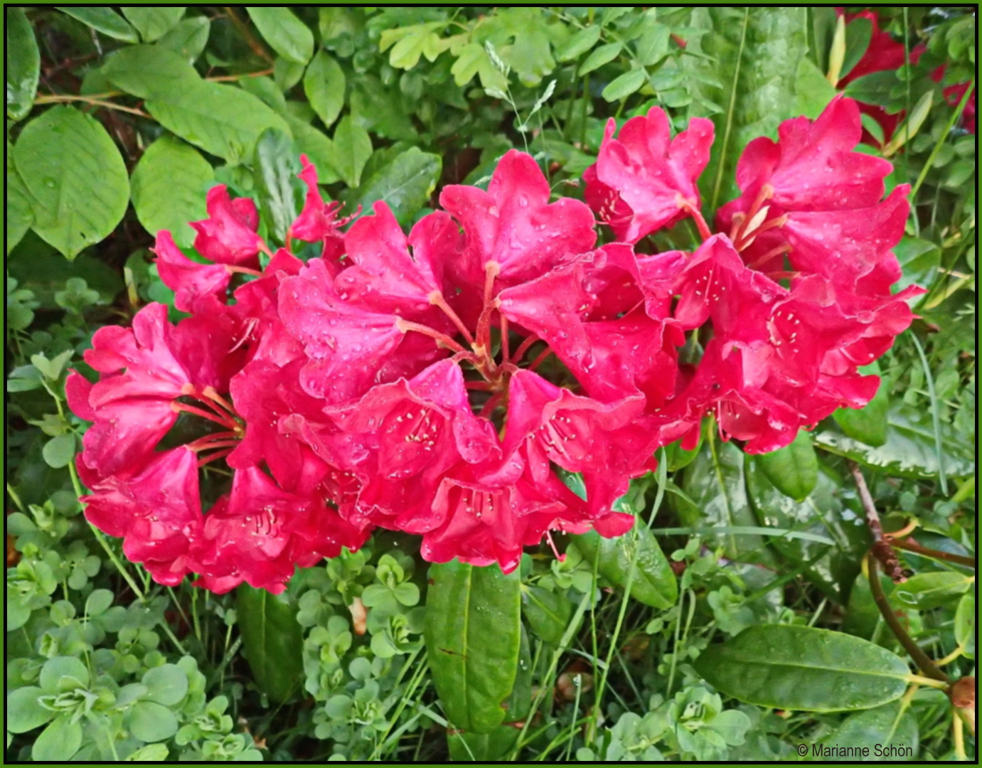 Rhododendron nach dem Regen...