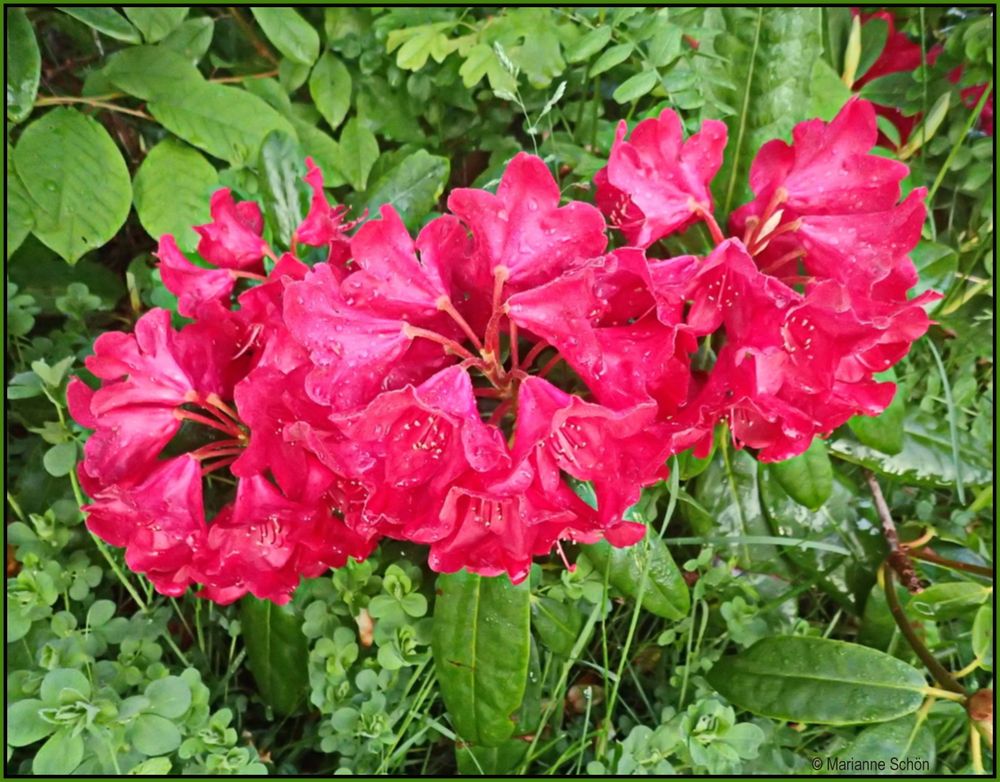 Rhododendron nach dem Regen...