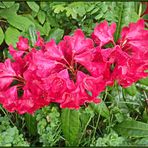 Rhododendron nach dem Regen...