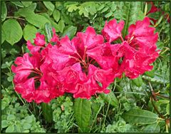 Rhododendron nach dem Regen...