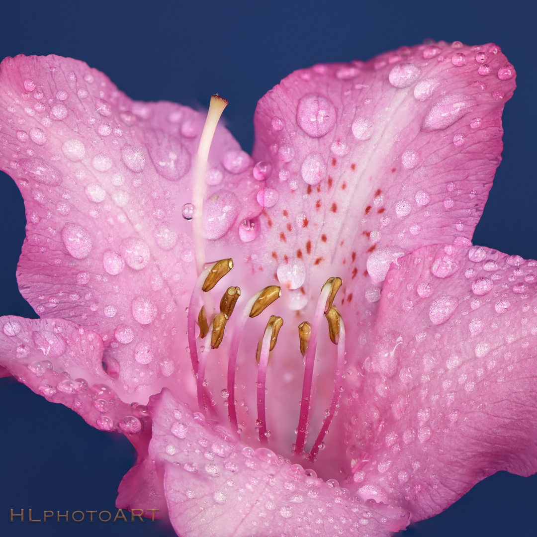Rhododendron nach dem Regen