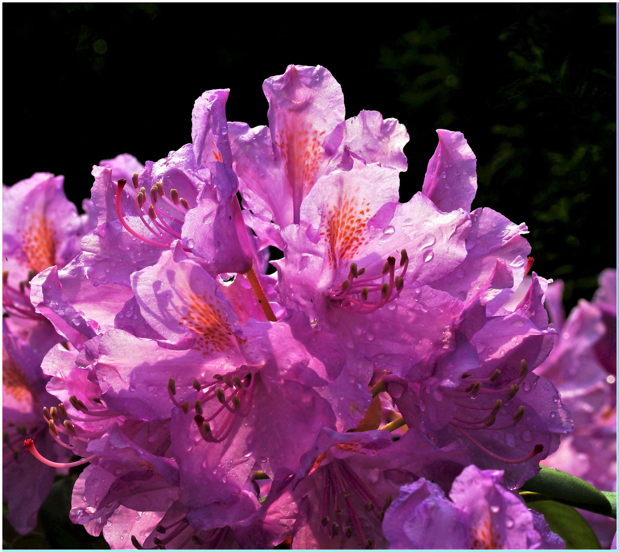 Rhododendron nach dem Regen.