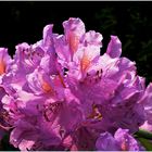 Rhododendron nach dem Regen.