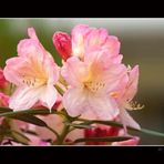 Rhododendron.... .... No. Drei