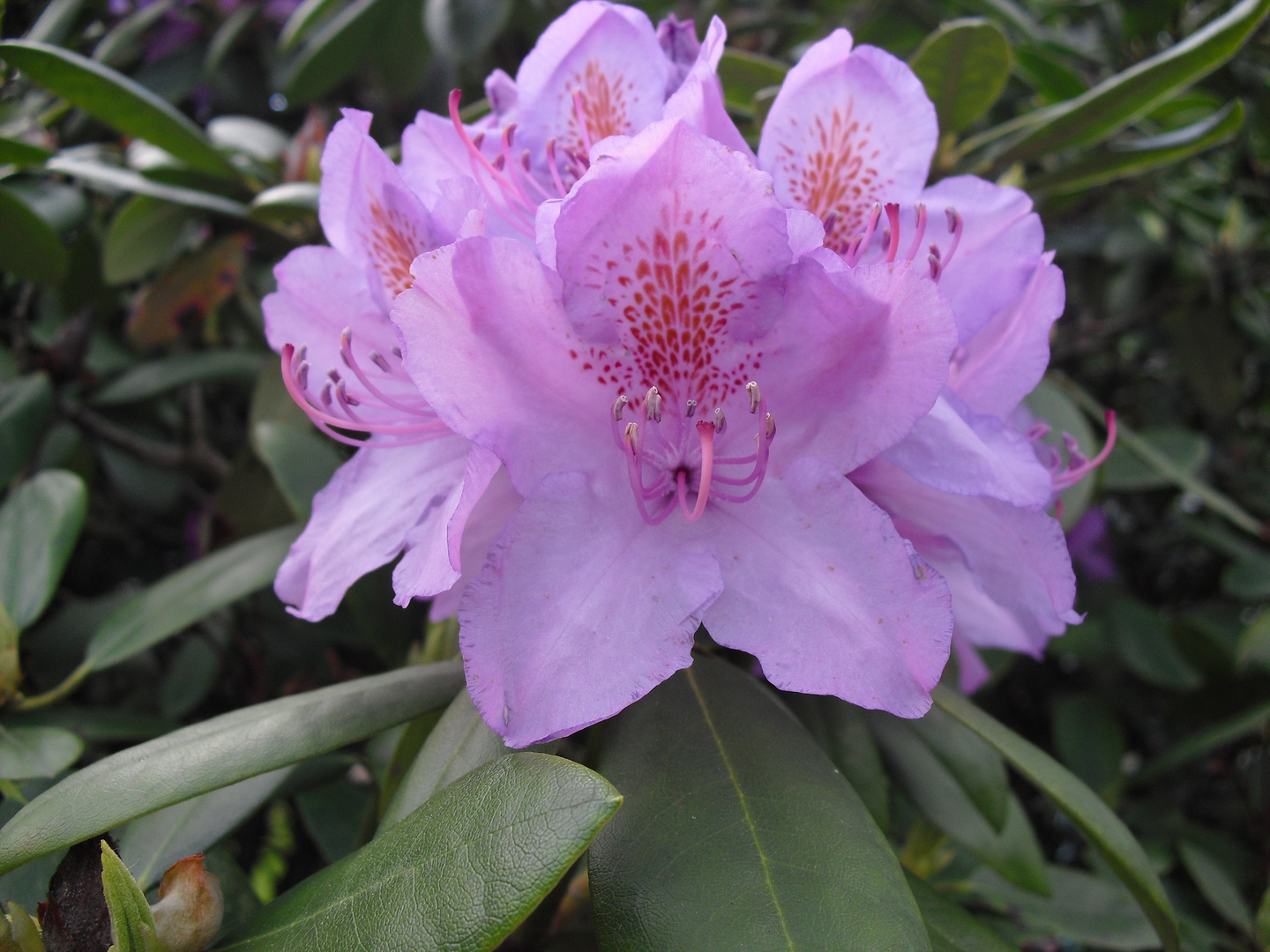 Rhododendron oder Orchidee?