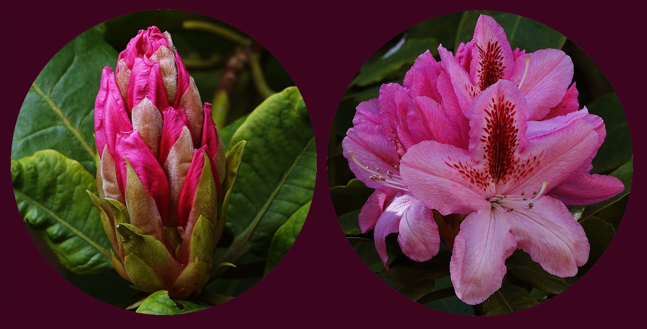 Rhododendron öffne dich