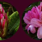 Rhododendron öffne dich