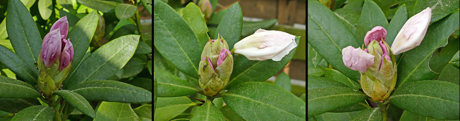 Rhododendron öffne dich