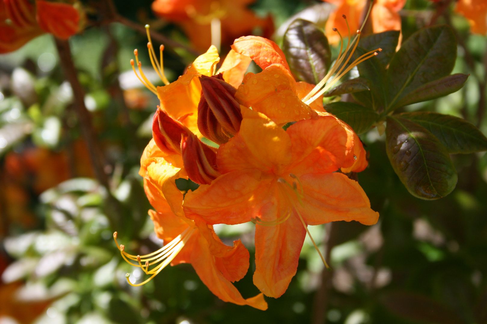 Rhododendron orange