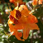 Rhododendron orange