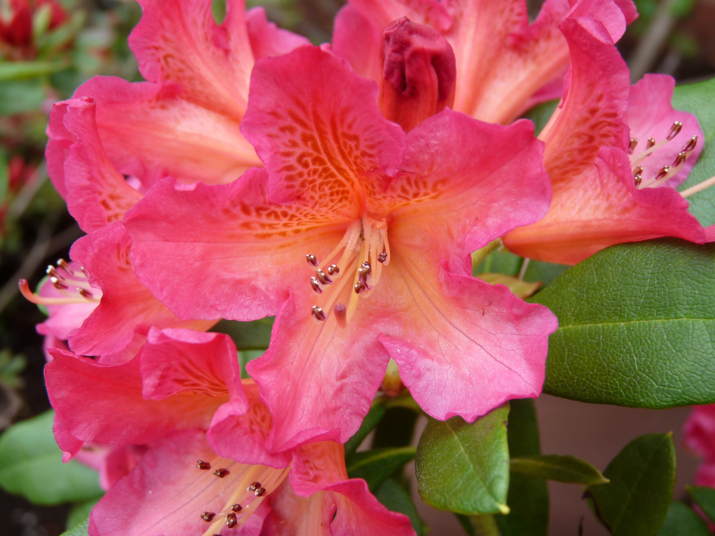 Rhododendron orangé
