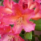 Rhododendron orangé