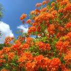 Rhododendron orange