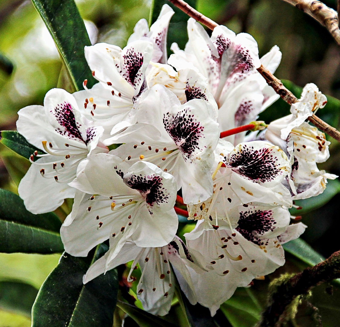 Rhododendron panaché