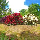 Rhododendron Panorama