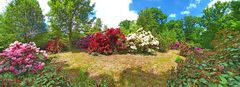 Rhododendron Panorama