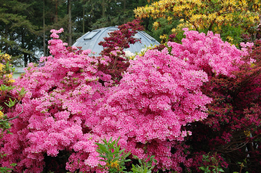 Rhododendron Park