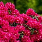 Rhododendron Park Bremen 04