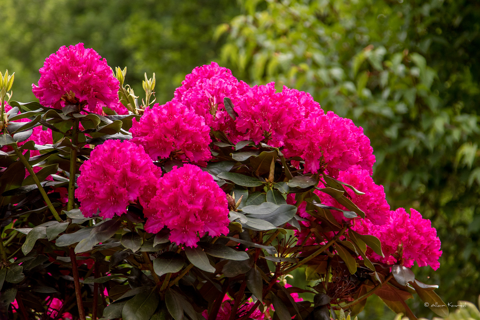 Rhododendron Park Bremen 06